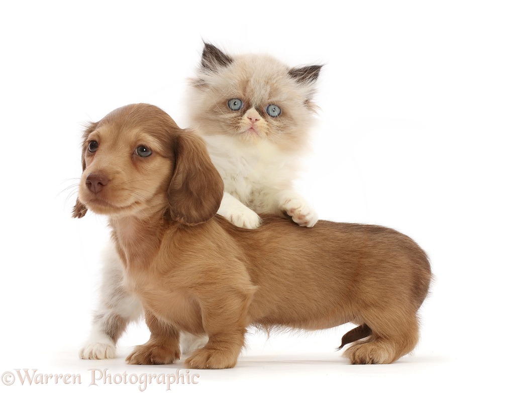 Dachshund puppy with Persian-cross kitten leaning across her back, white background