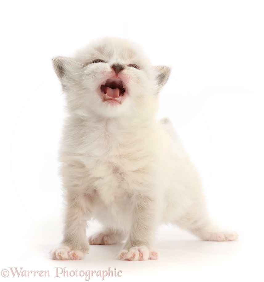 Ragdoll-cross kitten, 3 weeks old, meowing, white background