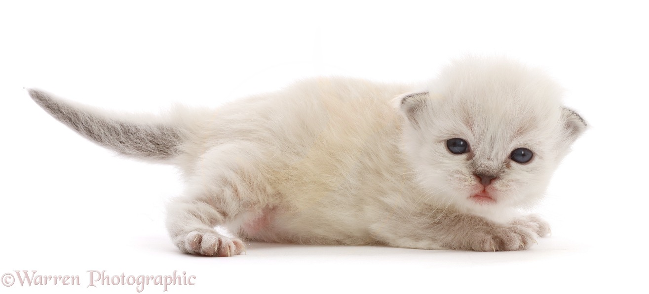 Ragdoll-cross kitten, 2 weeks old, white background
