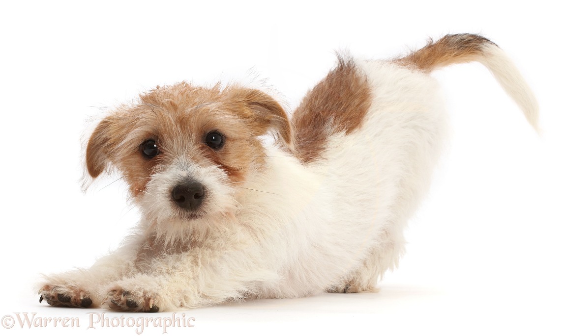Tan-and-white Jack Russell Terrier puppy in play-bow, white background