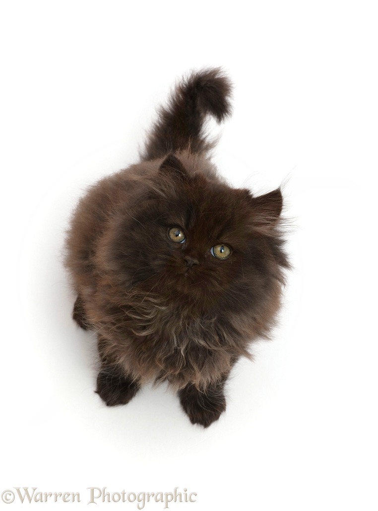 Chocolate brown fluffy kitten, sitting and looking up, white background