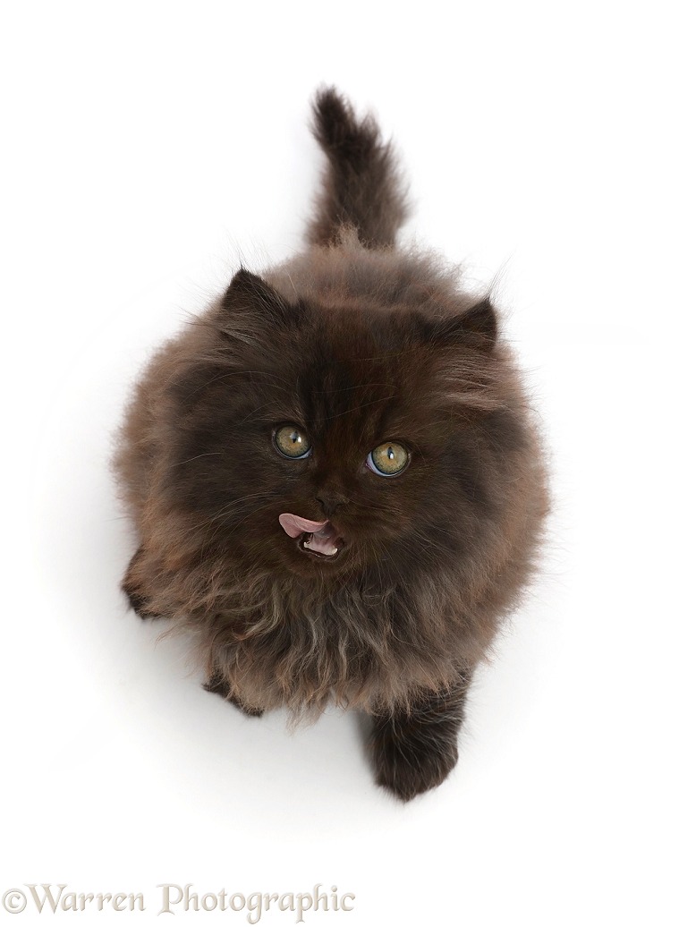 Chocolate brown fluffy kitten, sitting and looking up, tongue out, white background