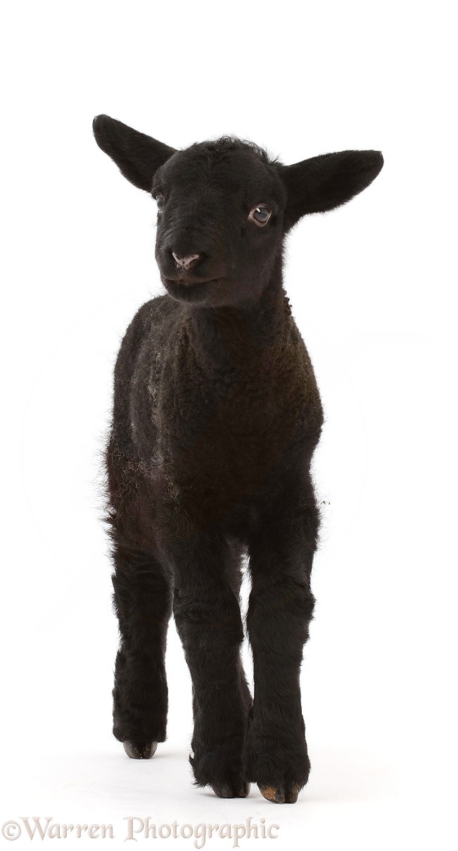 Suffolk lamb, 10 days old, white background