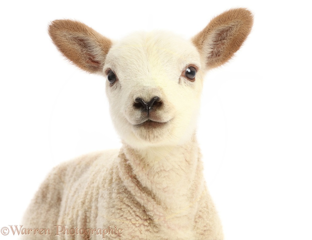 White Texel cross Mule lamb, 10 days old, portrait, white background