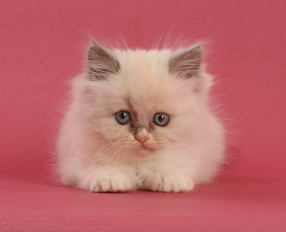 Blue colourpoint Persian cross kitten, 7 weeks old, on pink background