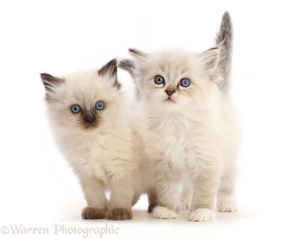 Ragdoll-cross kittens, 5 weeks old, white background