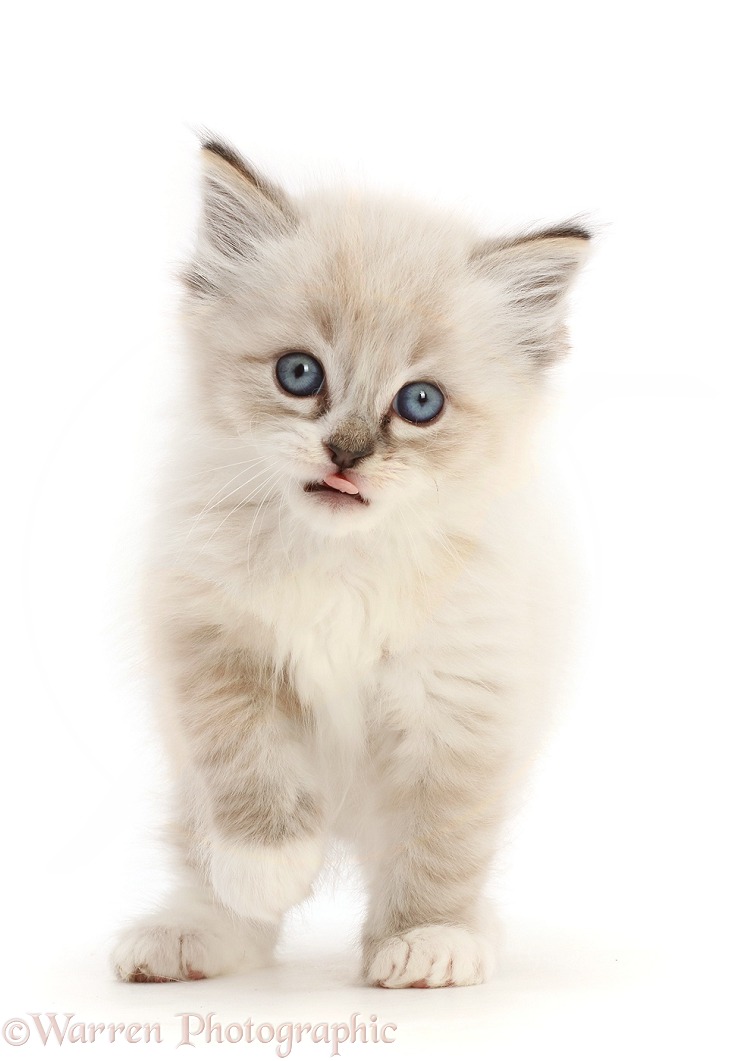 Ragdoll-cross kitten, 6 weeks old, tongue out and walking, white background