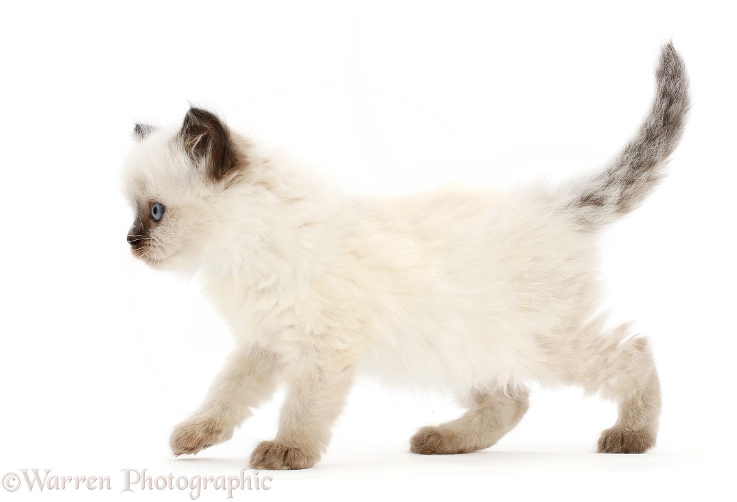 Colourpoint kitten, 6 weeks old, walking across, white background