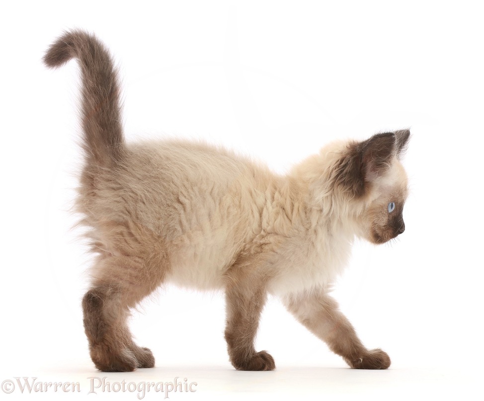 Playful Ragdoll-cross kitten, 8 weeks old, walking across, white background