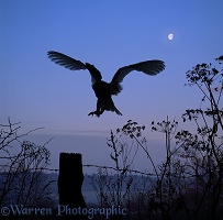 Barn Owl silhouette with moon