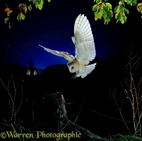 Barn Owl landing on a fencepost