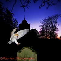 Barn Owl & Albury Church silhouette