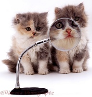 Kittens & magnifying glass
