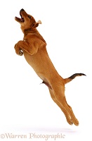 Leaping Brown Dog