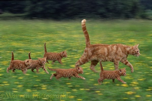 Cat family in motion