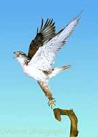 Ferruginous Hawk taking off