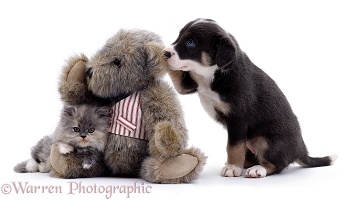 Kitten, Border Collie puppy, and Teddy bear
