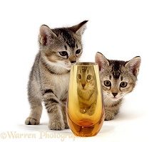 Kittens & orange glass