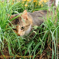 Cat chewing grass