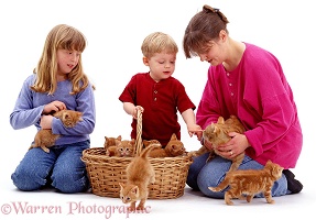 Family with kittens in a basket