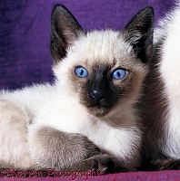 Blue-eyed Siamese kitten