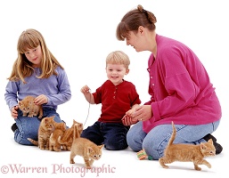 Family with six ginger kittens