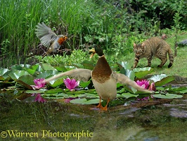 Robin, Duck and Cat