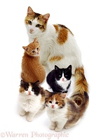 Calico mother cat and kittens