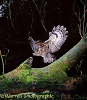 Tawny Owl alighting on fallen Ash