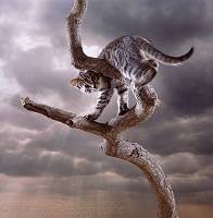 Cat up a tree with cloudy sky
