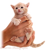 Polydactyl kitten in hands