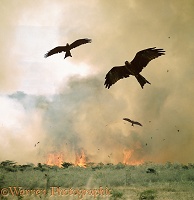 Kites in African bush fire
