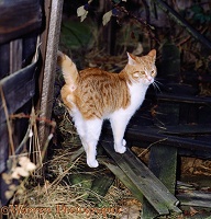 Ginger-and-white tom-cat, spraying