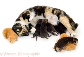 Cat with fox cubs and kittens