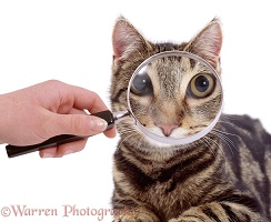 Magnifying cat's eyes