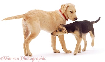 Retriever and Lurcher pups greeting