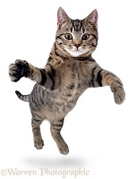 Jumping and grasping cat