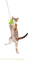 Cat catching a toy
