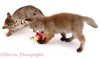 Fox and kitten disputing over toy