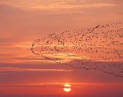 Lesser Flamingos migrating at sunset