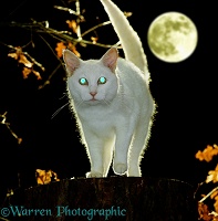 White Cat with reflecting eyes at night