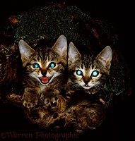 Kittens in a log at night