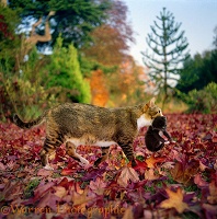 Mother cat carrying a kitten through autumn leaves