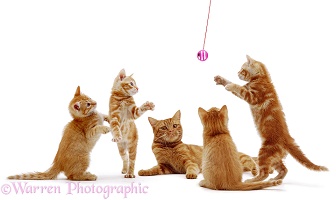 Ginger cat and kittens playing