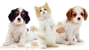 Two King Charles puppies & a kitten