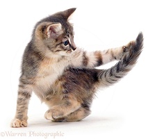 Grey kitten chasing its tail