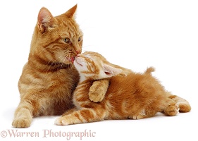 Ginger cat licking a kitten