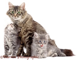 Fluffy Tabby with grey kittens