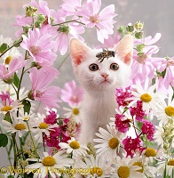 White kitten with flowers, looking at bee