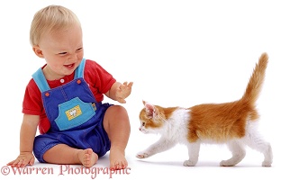 Toddler with ginger-and-white kitten